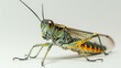 b'A green and yellow lubber grasshopper on a white background'