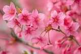 Fototapeta Kwiaty - A beautiful photo of cherry blossoms in full bloom