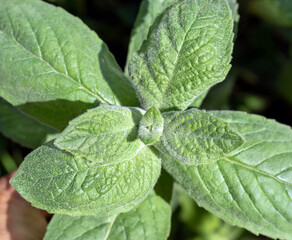 Sprig of fresh peppermint. L. - Mentha piperita. Spicy plant, natural flavor, fragrance in drinks, flavoring additive in confectionery, toothpaste, etc. Peppermint shoot. Cool mint tones, square.