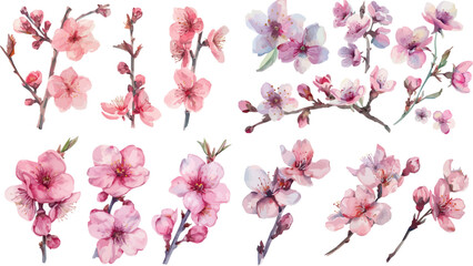 Wall Mural - Sakura blossom branch. Cherry blossom branch, flower petal illustration