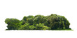 group green tree isolate on white background. Cutout tree line. Row of green trees and shrubs in summer isolated on white background. ForestScene. High quality clipping mask. Forest and green foliage.