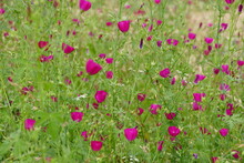 A Field Covered With The Vibrant Purple Poppy Mallow Flowers