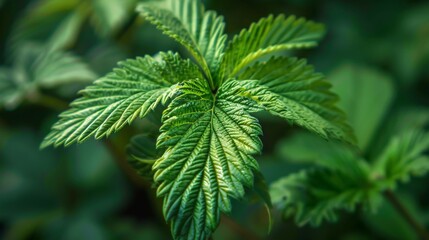 Canvas Print - Close-up of a vibrant green foliage against blurred backdrop