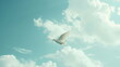 white dove fly on sky