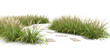 © MDNANNU - Zigzag pathway lined with alternating species of ornamental grasses, each adding a unique rhythm to the landscape, isolated on transparent background