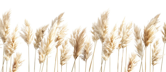 Sculptural pampas grass displaying its tall, fluffy seed heads, ideal for dry landscapes and floral arrangements, isolated on transparent background