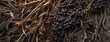 Wild Berries Entwined in Rustic Dry Vines