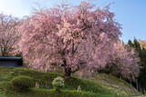 Fototapeta Kosmos - 長野県小川村番所の桜