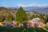 Fototapeta Kosmos - 長野県小川村立屋展望台から満開の桜と夜明けの北アルプス