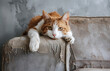 Cute orange tabby cat sitting on a scratched sofa, not guilty pet, Oyen