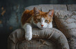 Cute orange tabby cat sitting on a scratched sofa, not guilty pet
