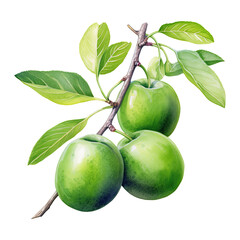 Watercolor green plum illustration isolated on transparent background.