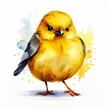 Cute yellow grumpy fluffy bird watercolor isolated on white background