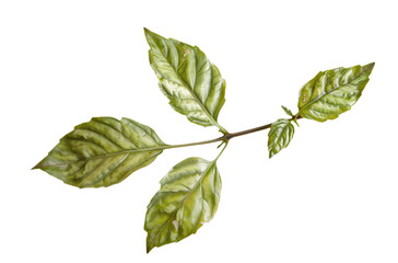 Poster - Detailed close-up of fresh basil leaves with natural textures