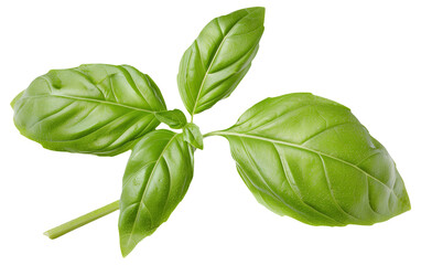 Wall Mural - Fresh basil leaves with water droplets isolated