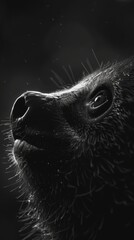 Wall Mural - Sloth, friendly animal wallpaper image in high resolution