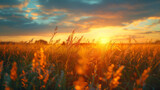 Fototapeta Tulipany - Golden field at sunrise with tall grass and a dynamic sky.	