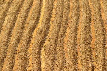 Wall Mural - Close up of coffee beans drying in the sun           