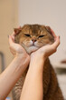 Hands cupped around the face of a British Shorthair