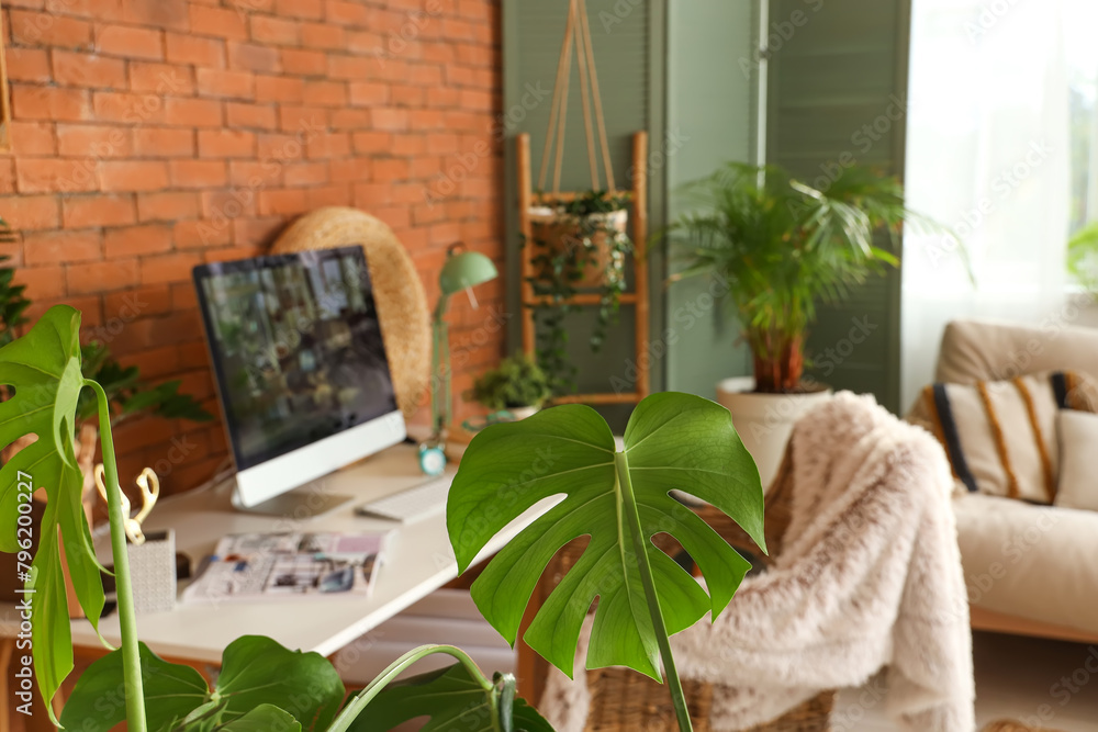 Green Monstera plant in office, closeup