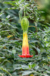 Brugmansia sanguinea, the red angels trumpe flowert, species of South American flowering shrub or small tree. Cundinamarca Department, Colombia