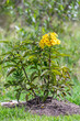 Tecoma stans, flower yellow trumpetbush, yellow bells or yellow elder. Species of flowering perennial shrub in the trumpet vine family, Bignoniaceae. Tocancipa, Cundinamarca Department, Colombia