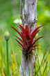 Tillandsia fendleri, species of flowering plant in the genus Tillandsia. Cundinamarca Department, Colombia