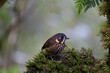 A Crescent-faced Antpitta (Grallaricula lineifrons) perched on a branch against a blurred natural background, Colombia, South America