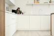 Cute cat on counter in kitchen