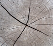 Wooden texture Ideal round cut down tree with annual rings and cracks.