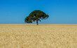 a quiet tree in the center of a large wheat field