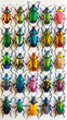 © VISUAL BACKGROUND - A large collection of colorful beetles on a white wall.