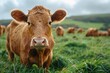 Focused image of a brown cow grazing in the middle of a lush green pasture with herd in the background