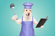 Labrador in a chef's costume with a cookbook and a ladle in his hands on a blue background