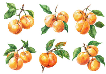 Wall Mural - Watercolor set of apricots isolated on transparent background. 