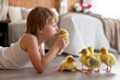 Happy beautiful child, kid, playing with small beautiful ducklings or goslings,, cute fluffy animal birds
