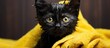 Kitten snuggled in yellow towel