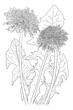 black and white line art illustration of dandelion flowers and leaves on white background