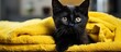Black cat lying on yellow blanket