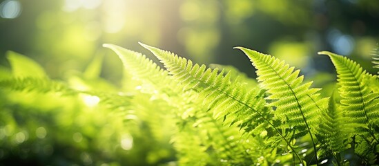 Fern leaf highlighted by sunlight against forest backdrop