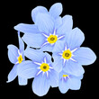 illustration of forget-me-not flowers on a black background