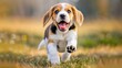 © Andrei - Joyful beagle dog enjoying a playful run in a lush green grass field, adorable pet in nature