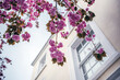 Cherry Blossoms in Full Bloom Against London Townhouse