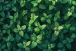 A close up of a bunch of green leaves, suitable for nature backgrounds