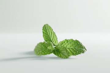Wall Mural - Fresh mint leaf on a clean white background. Suitable for food and health concepts