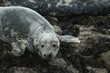 A Grey Seal, Halichoerus grypus, on an island in the sea during a storm.