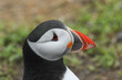 A headshot of a Puffin, Fratercula arctica, on a cliff on an island during a storm.