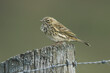 A Meadow Pipit, Anthus pratensis, perching on a post in the moors during breeding season.