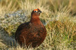 A male Red Grouse (Lagopus lagopus) standing in the moors in springtime.