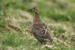 A rare female Black Grouse, Tetrao tetrix, standing in the grass in the moors on a rainy day.